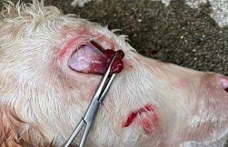 Gözünde kitleyle doğan buzağı, 45 dakika süren...