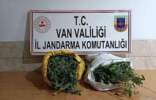 Gürpınar’da 17 kilo 400 gram kubar esrar ele geçirildi