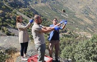 Hakkari’de bin 300 keklik doğaya bırakıldı