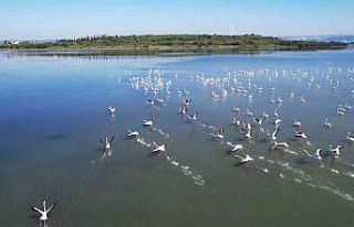 Hersek Lagünü’nde flamingoların görsel şöleni...