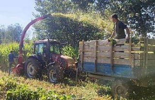 Hisarcık’ta 5 bin 650 ton silajlık mısır üretildi