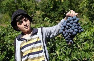 İki asırlık bağlarda tescilli Cimin üzümü hasadı...