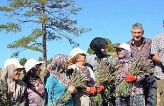 İmece usulü ile ekilen lavantaların hasadı yapıldı