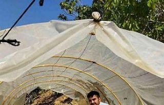 İncir fiyatları üreticinin yüzünü güldürdü