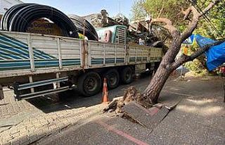 İnşaat malzemesi yüklü tır, ağacı devirdi
