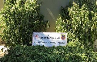 Isparta’da tarlada 242 kök kenevir ele geçirildi,...