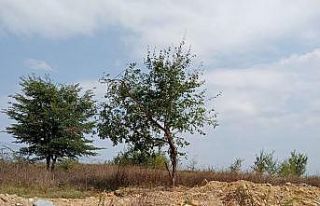 İzmit Belediyesi sökülen ağaçları yeniden toprakla...