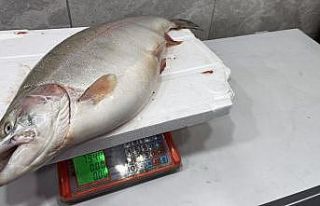 İznik Gölü’nde 8 kiloluk somon balığı yakalandı