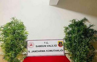 Jandarma 12 kök kenevir ele geçirdi: 1 gözaltı