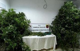 Jandarma 450 gram kubar esrar ve 20 kök kenevir bitkisi...