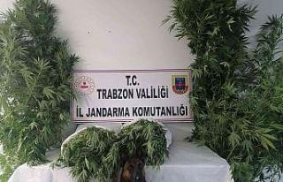 Jandarma narkotik timleri ve JASAT dedektiflerinden...