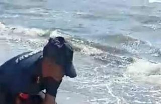 Jandarmanın dikkati deniz kaplumbağasını kurtardı