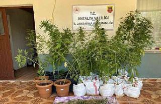 Jandarmanın fark ettiği koku kenevir bahçesini...