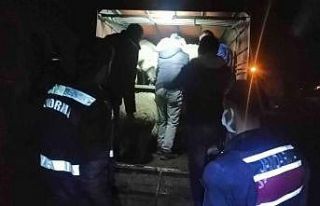 JASAT’tan koyun hırsızlarına operasyon