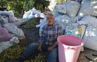 ’Kabuğuna sığmayan lezzetin hasadı başladı
