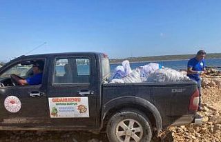 Kaçak olarak toplanan 600 kilogram deniz kestanesi...