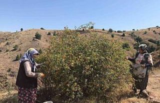 Kadınlar ürettikleri organik ürünlerle kendi markasını...