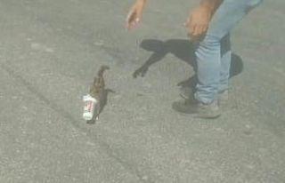 Kafası ayran kutusuna sıkışan yavru kedi böyle...