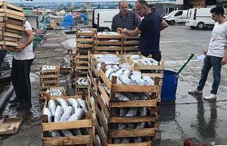 Karadeniz’de tekneler kasa kasa balıkla dönüyor