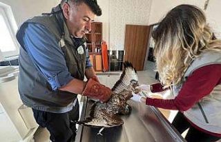 Kars’ta yaralı şahin tedavi altına alındı