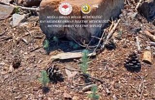 Kavaklıdere’de yanan alanlarda çalışmalar sürüyor