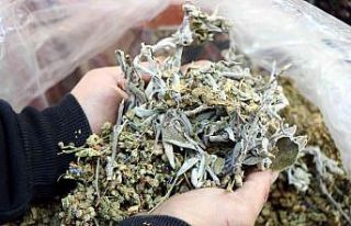 Kekik ve adaçayından kolonya yapıldı