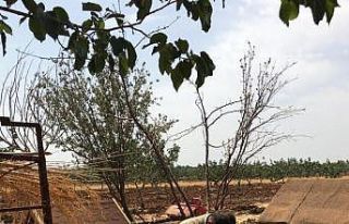 Kilis’te evcil hayvanlar a mikroçip takılıyor