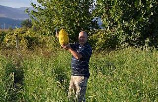 Kırkağaç kavununda ilk hasat