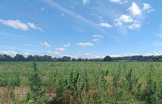 Kırklareli’nde 337 bin kök Hint keneviri ele geçirildi