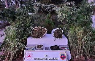 Kırklareli’nde 558 kök Hint keneviri ele geçirildi