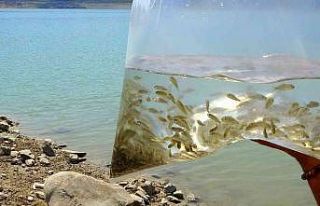 Kırklartepe Barajına yavru balık bırakıldı