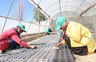 Kızıltepe’de kış mevsimi için 50 bin çiçek...