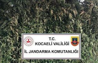 Kocaeli’de 4 kilo 825 gram esrar ele geçirildi