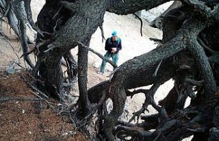 Kökleri dışarıda kalan ağaçlar ilginç görüntüler...