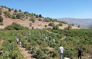 Konya’da bağ bozumu şenliği