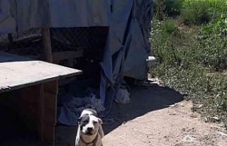 Konya’da pitbull besleyen şahsa 14 bin 982 lira...