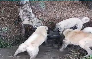 Köpek dövüşünü sosyal medyadan yayınlayan şahsa...