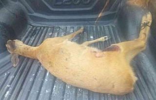 Köpeklerin saldırdığı karacayı vatandaş kurtardı