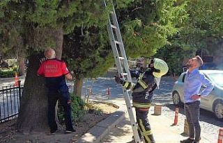 Köpekten kaçan kedi ağaçta mahsur kaldı