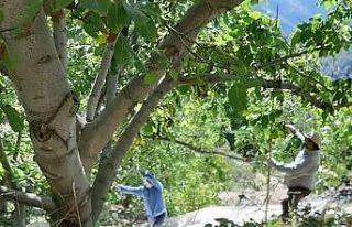 Köşk’te ceviz hasadı başladı