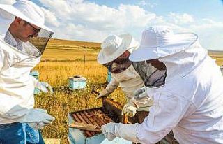 Köy hayatını seçti, amacı bal üretiminde markalaşmak