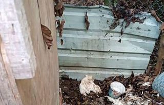 Kümese giren sokak köpekleri 11 tavuğu telef etti