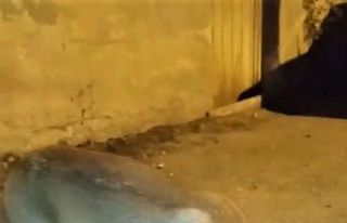 Kümeste yakalanan tilki doğaya salındı