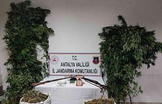 Kumluca’da 10 kilo kubar esrar ve 232 kök Hint...