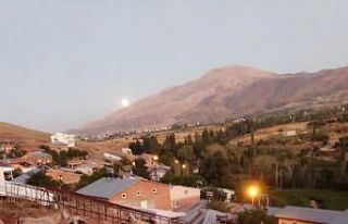 Kurtlar koyun sürüsüne saldırdı: 2 koyun telef...