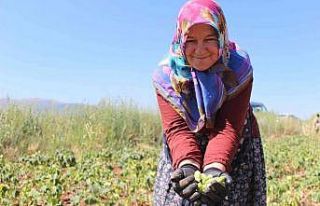 Kurusu yaşından 4 kat daha pahalı