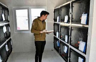 Kuşadası Belediyesi’nden kedilere özel tedavi...