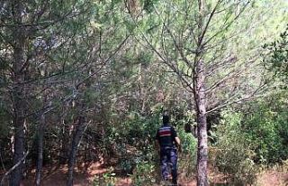 Kuşadası jandarmasından ormanlara sıkı denetim