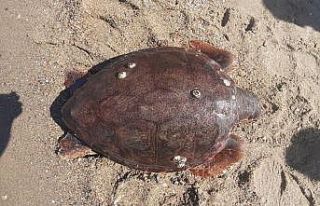 Kuşadası sahilinde ölü caretta caretta bulundu