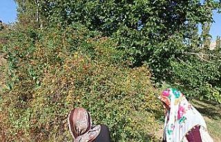 Kuşburnuda marmelat zamanı